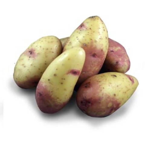 Potatoes Washed - Organic