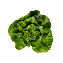 Butter Lettuce - Clearance - Organic