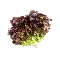 Red Oak Lettuce - Clearance - Organic